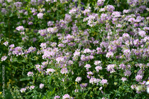 Purple crown vetch flowers photo