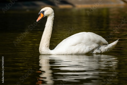 Majestic white swan gliding gracefully in the tranquil waters of a lake © Wirestock
