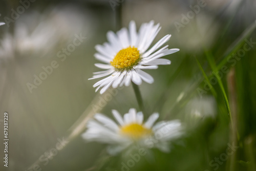 A pretty daisy in springtime  with selective focus