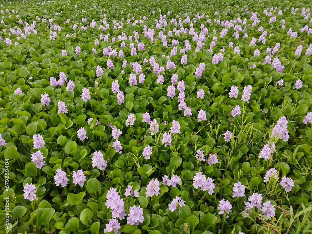 marsh flowers bloom in spring. flower garden marsh flowers bloom in spring. flower garden