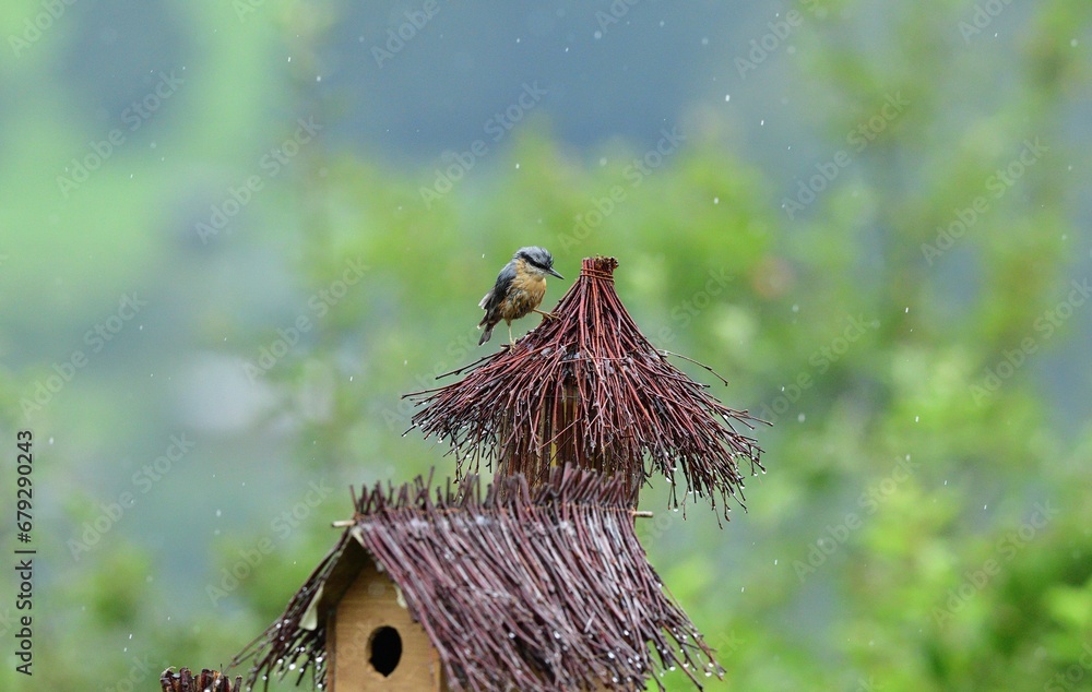 Eurasian Nuthatch during the rain grinded on sitting branches