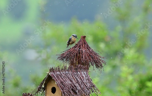 Obraz na płótnie
Eurasian Nuthatch during the rain grinded on sitting branches
w salonie