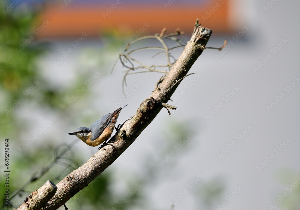 Eurasian Nuthatch sits eating seeds of sunflower on the feed in the summer during the rain
