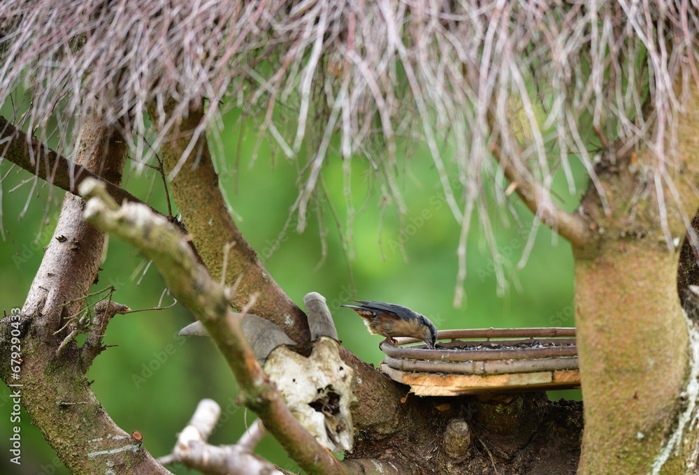 Eurasian Nuthatch sits eating seeds of sunflower on the feed in the summer during the rain