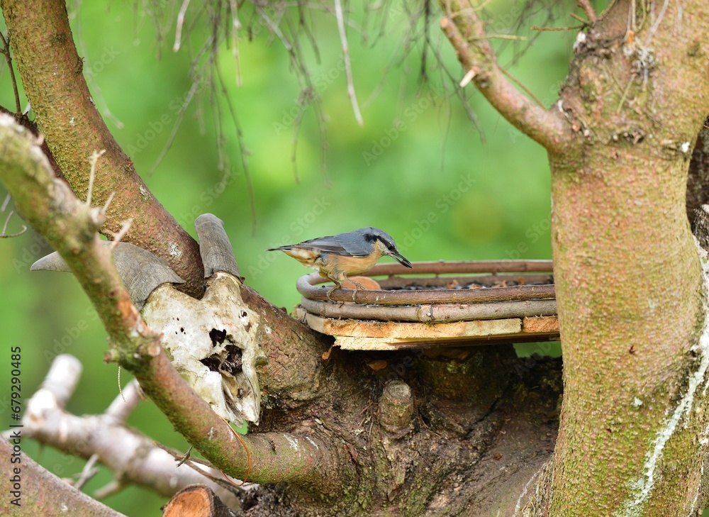 Eurasian Nuthatch sits eating seeds of sunflower on the feed in the summer during the rain