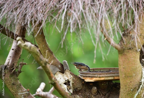 Obraz na płótnie Eurasian Nuthatch sits eating seeds of sunflower on the feed in the summer during the rain w salonie