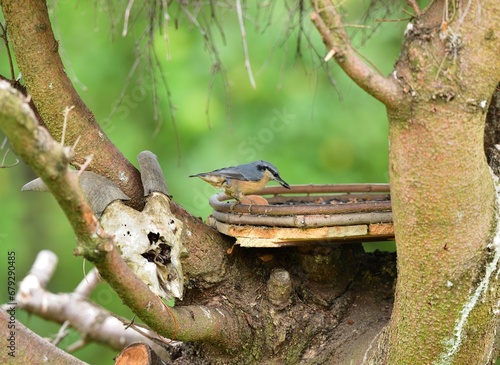 Obraz na płótnie Eurasian Nuthatch sits eating seeds of sunflower on the feed in the summer during the rain w salonie