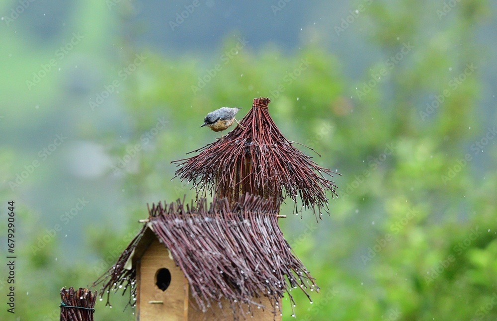 Eurasian Nuthatch stands during the rain and has a wet feather