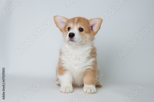 cute welsh corgi puppy sitting on a white background, cute pet