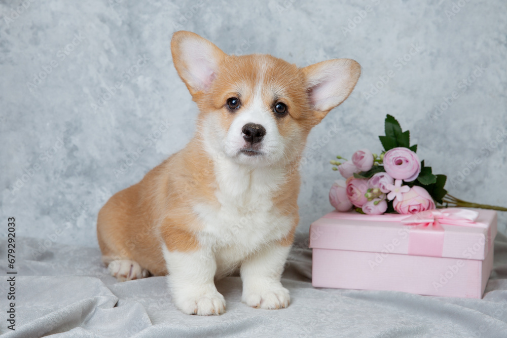 cute welsh corgi puppy with flowers and gift box on gray background, calendar, cute pet cute welsh corgi puppy with flowers and gift box on gray background, calendar, cute pet