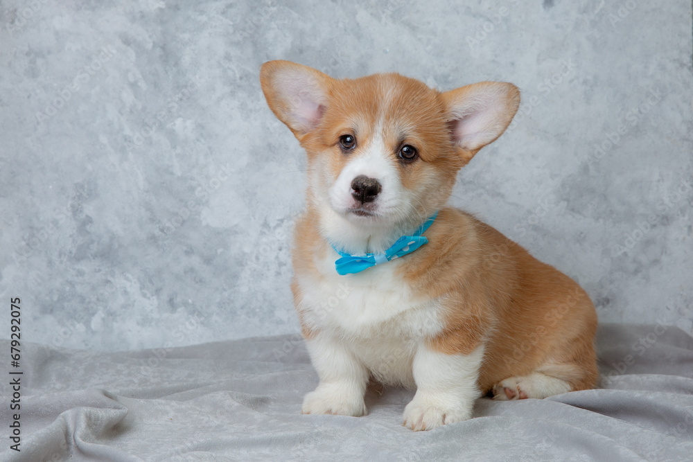 cute welsh corgi puppy with a knitted scarf sits on a white background cute welsh corgi puppy with a knitted scarf sits on a white background