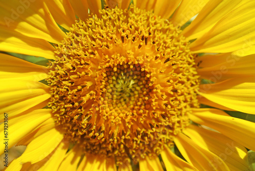 Closeup the Details of Sunflower s Amazing Disc Floret