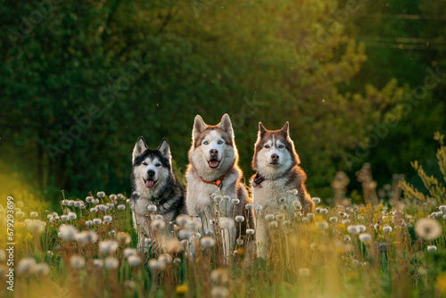 Three huskies in dandelions
