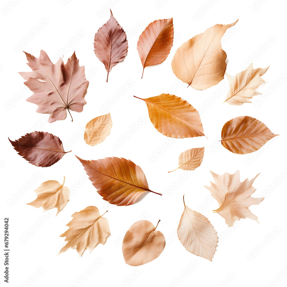 Obraz premium bright square autumn / fall background with various dry leaves in neutral pastel shades arranged in a circle / circular pattern, minimal feminine fall concept, top view / flat lay