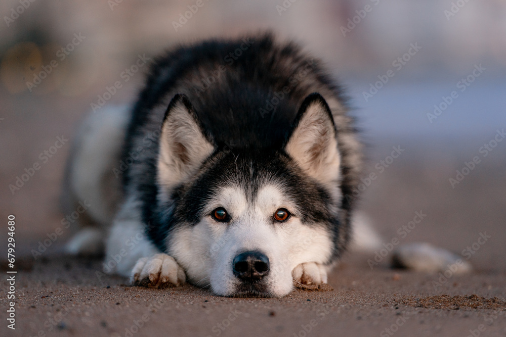 Siberian husky lying  on the beach