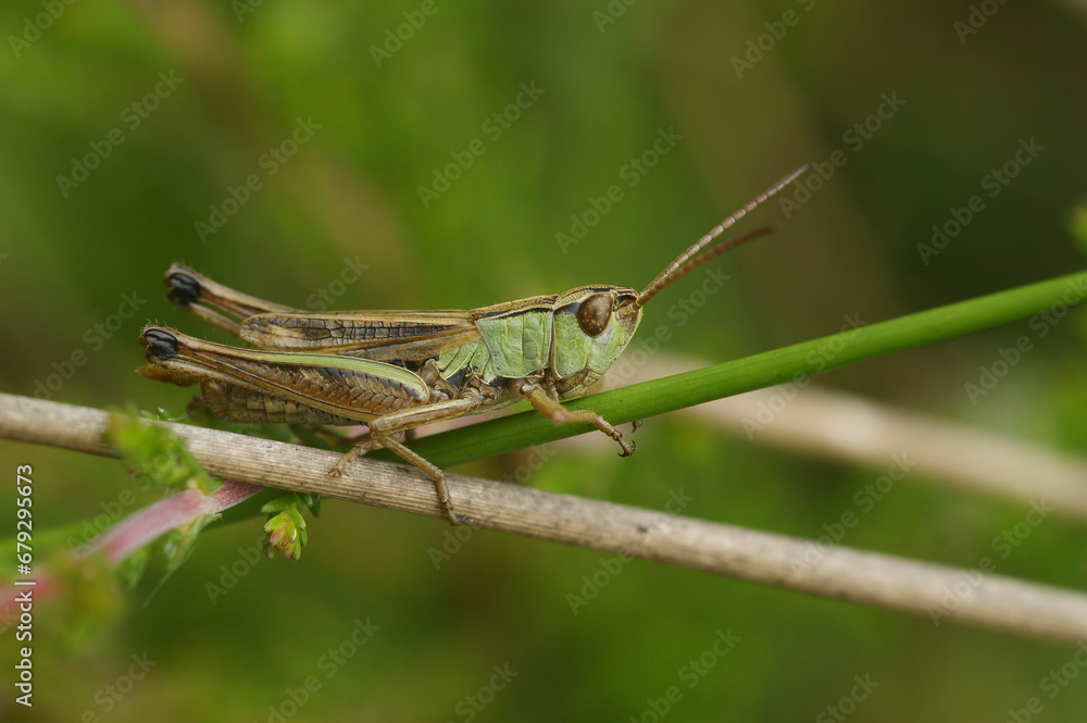 Closeup on the common European Meadow grasshopper, Pseudochorthippus parallelus in the grass Closeup on the common European Meadow grasshopper, Pseudochorthippus parallelus in the grass