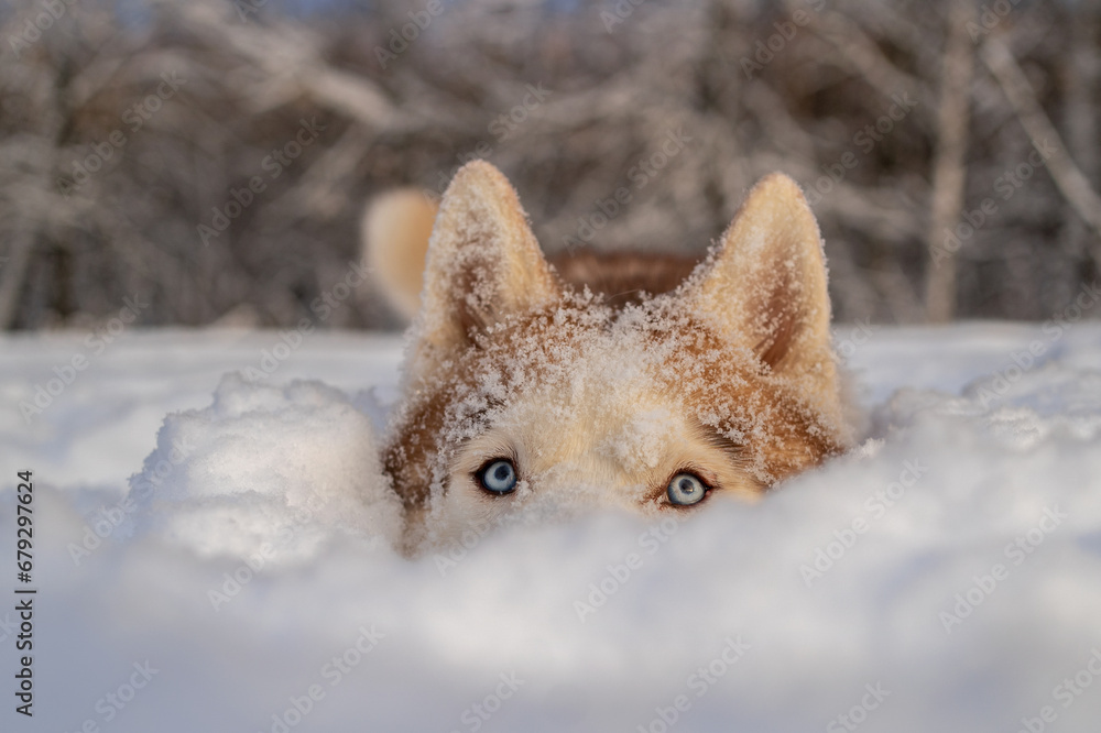 Fototapeta premium Husky hiding in the snow