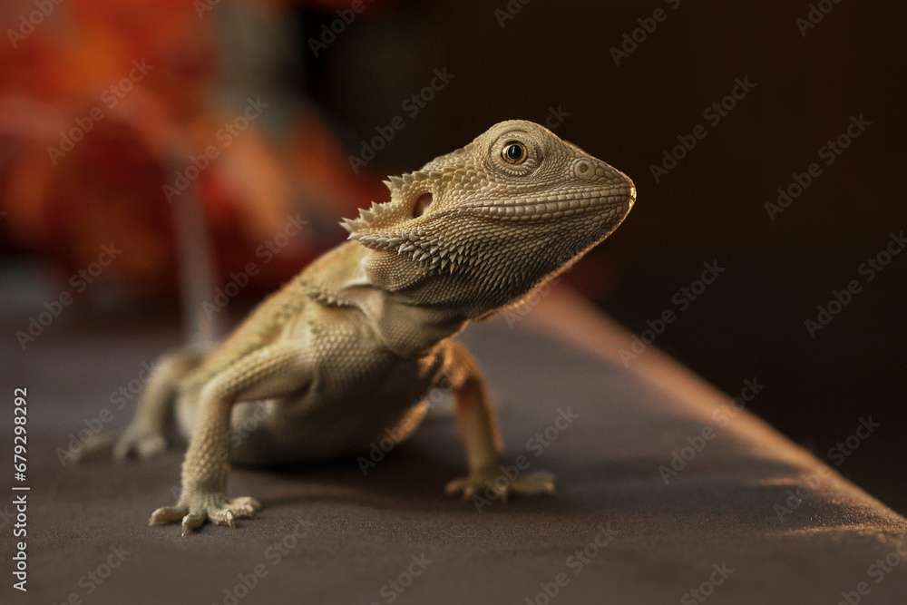Obraz premium Bearded dragon