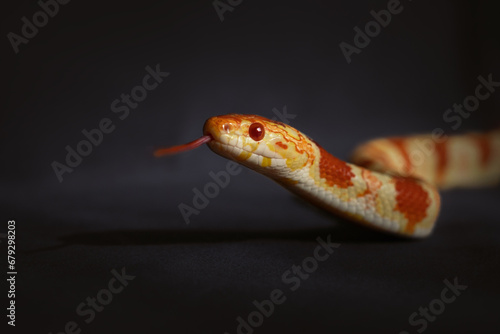 Close up of a corn snake