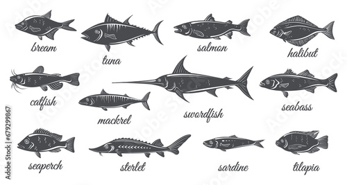 Freshwater and marine silhouette fishes. Fish vintage silhouettes, catfish halibut tilapia salmon mackerel tuna bass sardine swordfish sterlet bream etching seafood menu neat icons photo