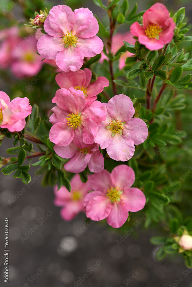 Beautiful pink Potentilla flowers on a green bush. Small red flowers of Rosaceae. Beautiful pink Potentilla flowers on a green bush. Small red flowers of Rosaceae.