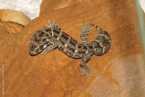 Closeup on Pacific sticky-toed gecko, Dactylocnemis pacificus endemic to New-Zealand photo