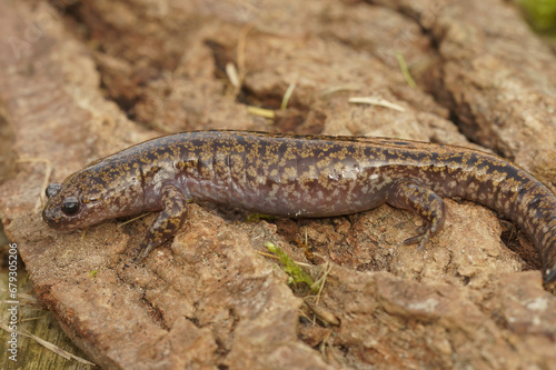 Close up of a Japanese endemic streamside Hida salamander, Hynobius kimurae on a piece of wood