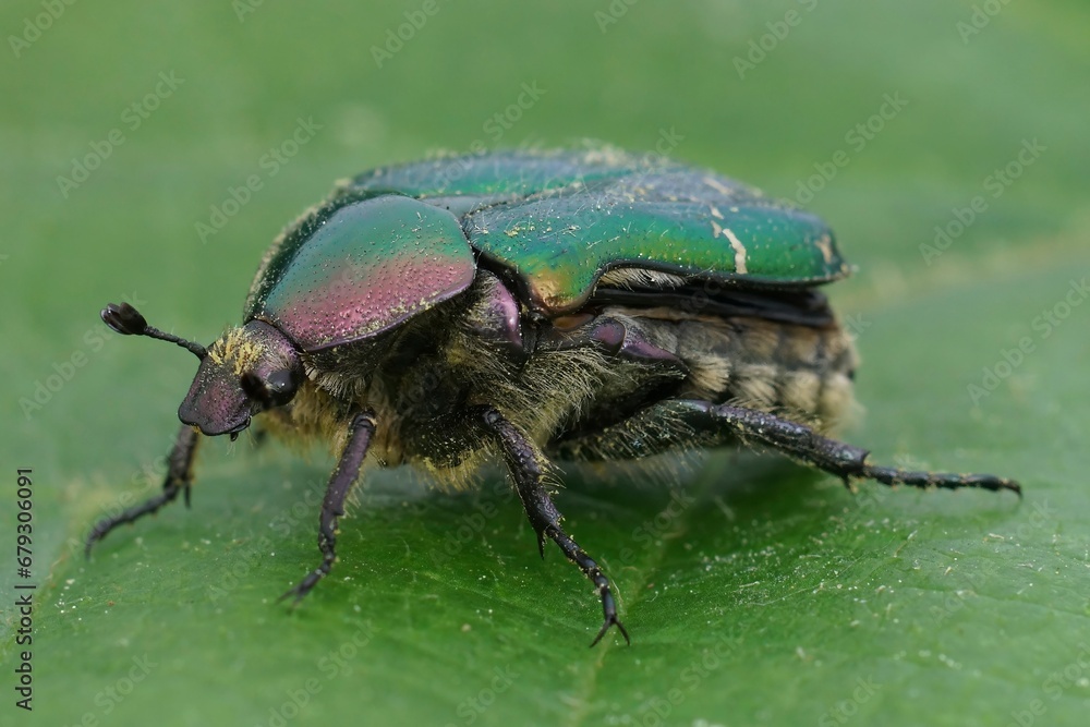 Closeup on a colorful green metallic rose chafer beetle, Cetonia aurata on a green leaf Closeup on a colorful green metallic rose chafer beetle, Cetonia aurata on a green leaf