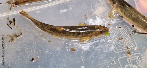  stone loach is a European species of fresh water ray-finned fish in the family Nemacheilidae. It is one of nineteen species in the genus Barbatula.  Barbatula barbatula