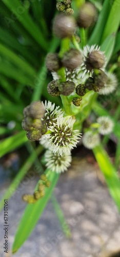 Sparganium erectum, the simplestem bur-reed or branched bur-reed, is a perennial plant species in the genus Sparganium. The larvae of the moth Plusia festucae feed on Sparganium erectum. Subspecies: S photo