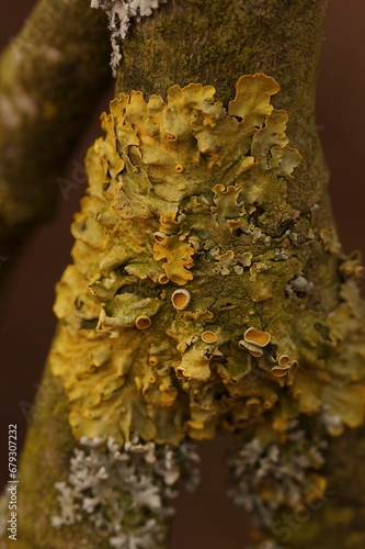 Vertical detailed closeup on a yellow scale or maritime sunburst lichen, Xanthoria parietana photo