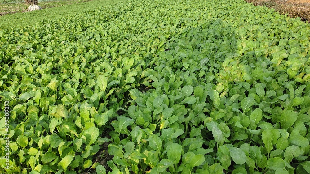 green leafy vegetable green leafy vegetable