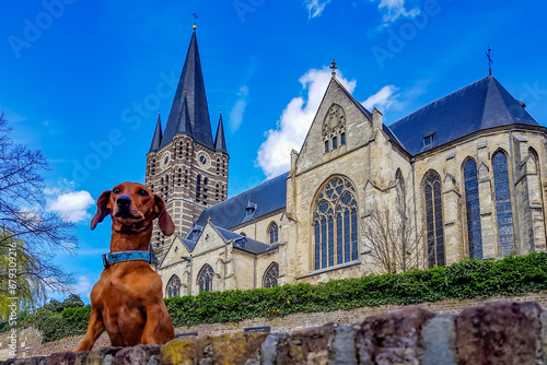 Brown dachshund standing on a brick fence with Roman Catholic church of St. Michael's Abbey against blue sky in background, serious expression, sunny day at Thorn in Midden-Limburg, Netherlands