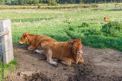 Livestock field with two calves lying on ground and others grazing among green grass and wild vegetation, leafy trees in background, sunny autumn day in Sweikhuizen, South Limburg, Netherlands photo