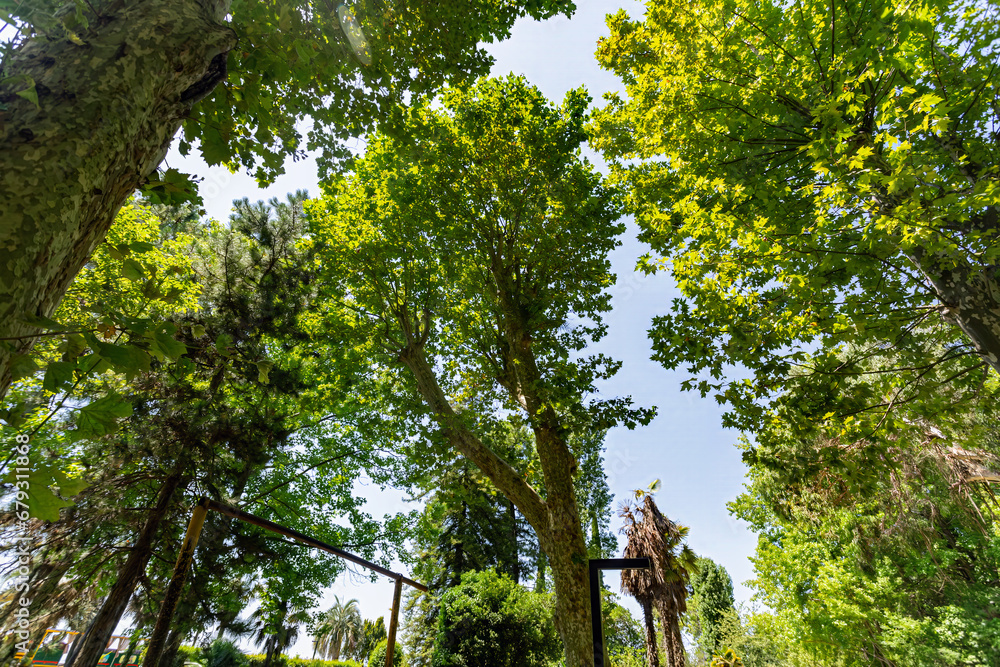 Fototapeta premium Low angle view of trees against sky