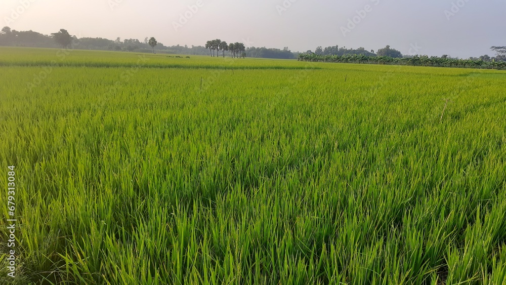 Obraz premium images of rice growing in field