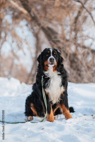 Fototapeta Naklejka Na Ścianę i Meble -  Bernese Mountain Dog in winter in the forest against a background of snow.