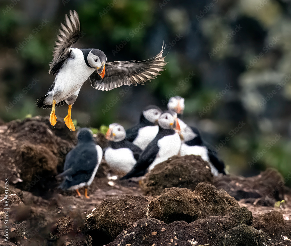Obraz premium Puffins fishing off the coast of Newfoundland, Canada