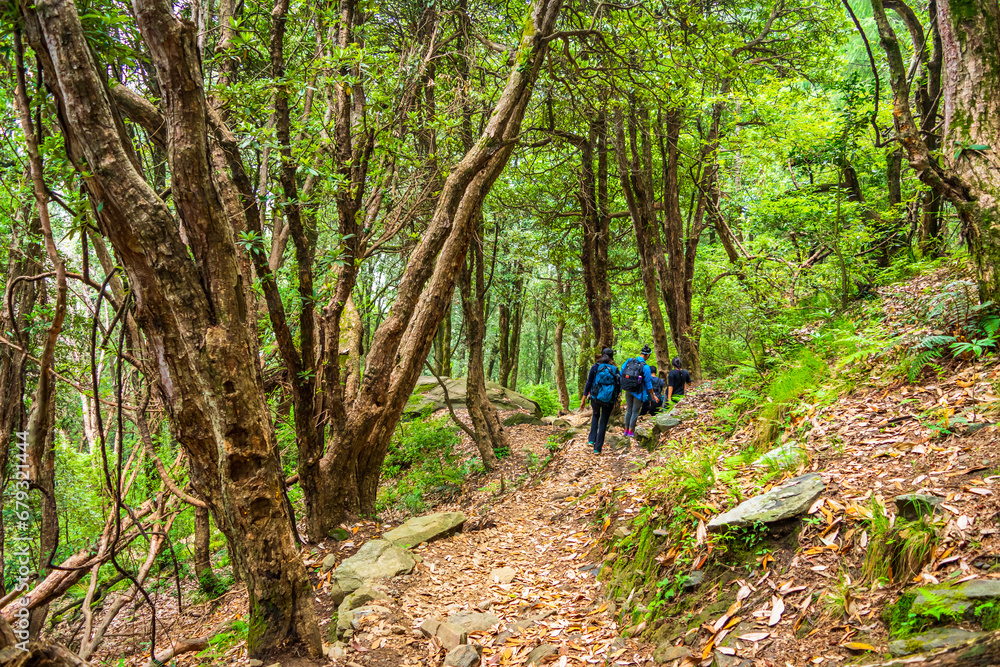 Fototapeta premium Trekkers with backpack traversing through tropical evergreen forest trail in Himalayas mountains during trekking to Prashar lake trekk near Manali, Mandi, Himachal Pradesh, India.