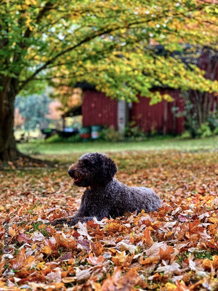 Goldendoodle Goldendoodle