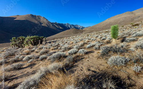 Many large Yucca in the Sierra Nevada Mountains, California