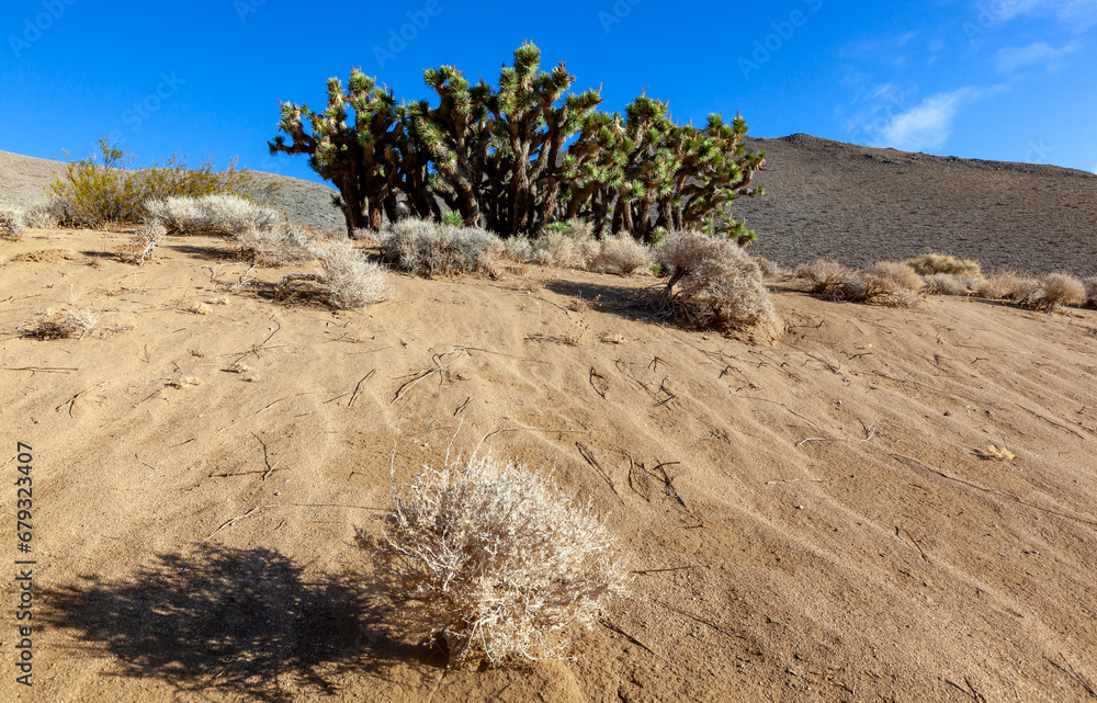 Many large Yucca in the Sierra Nevada Mountains, California Many large Yucca in the Sierra Nevada Mountains, California