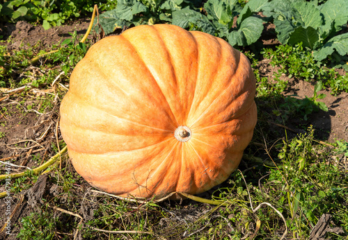 Big Orange pumpkin in the garden on the soil.