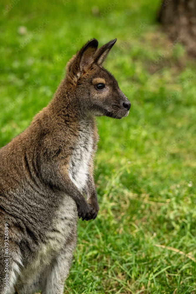 Wallaby side view