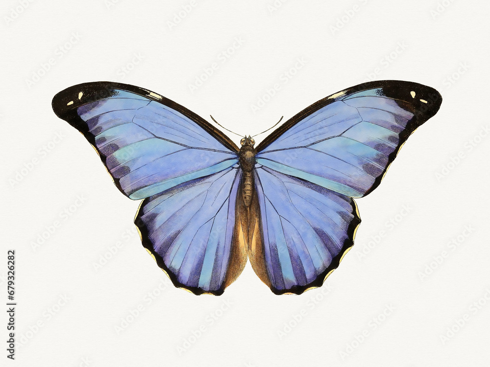 Fototapeta premium Colorful butterfly illustration
