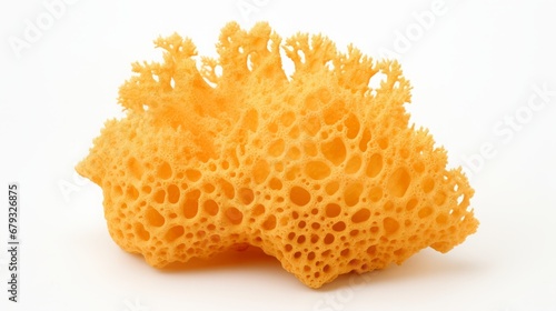 sea sponge on white background.