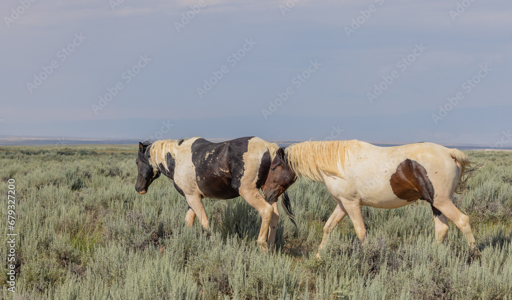 Wild Horses in Summer in Wyoming Wild Horses in Summer in Wyoming