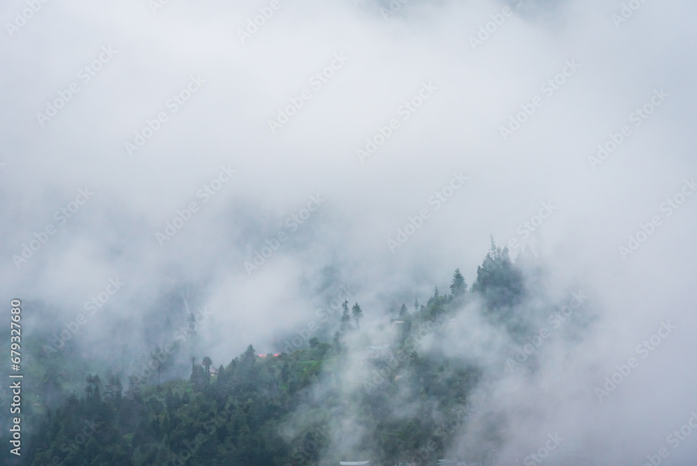 Forested mountain slope with the evergreen conifers shrouded in mist in a scenic landscape view during monsoon season in Manali, Himachal Pradesh, India.