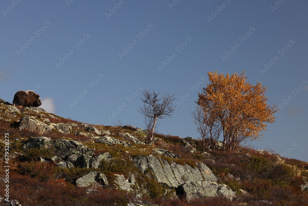 Musk ox in autumn Dovrefjell National Park Norway Musk ox in autumn Dovrefjell National Park Norway
