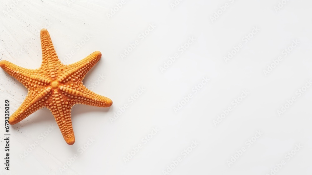 starfish on a white background with space for text. starfish on a white background with space for text.